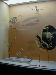 Land bird skeletons<br>Location: <a href="https://www.google.com/maps/search/?api=1&query=38.89096,-77.02601" target="_new">Smithsonian National Museum of Natural History</a>